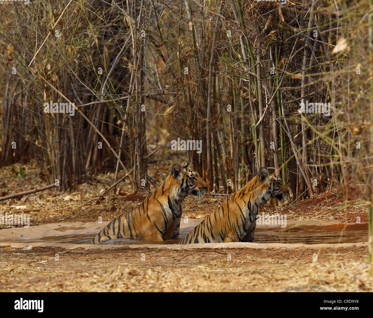 Two young tigers cooling off in waterhole in Tadoba jungle, India Stock Photo