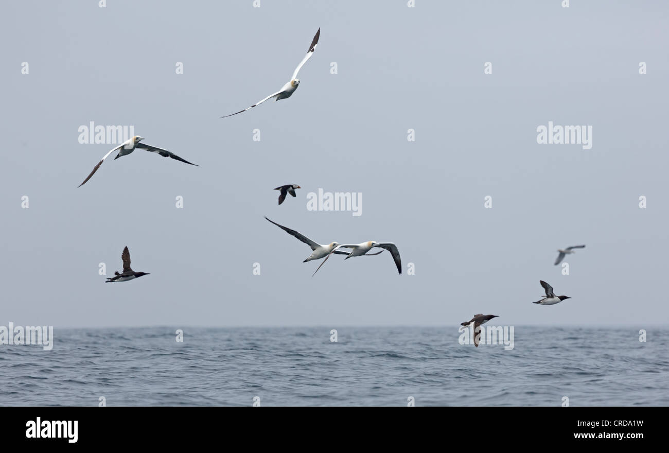 Seabirds in flight off the Farne Islands, Northumberland. Stock Photo
