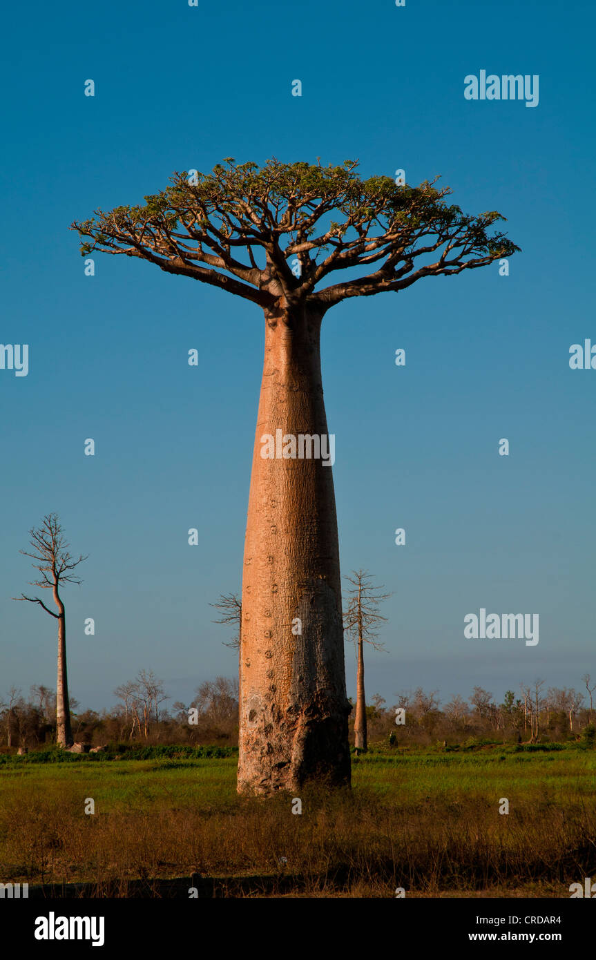 African Baobab tree (baobab), near Morondava on the west coast of Madagascar, Africa Stock Photo