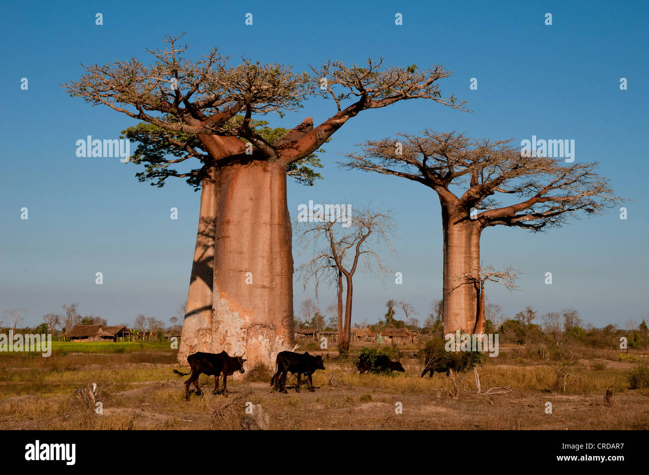 African Baobab tree (baobab), baobab-forest near Morondava on the west coast of Madagascar, Africa Stock Photo