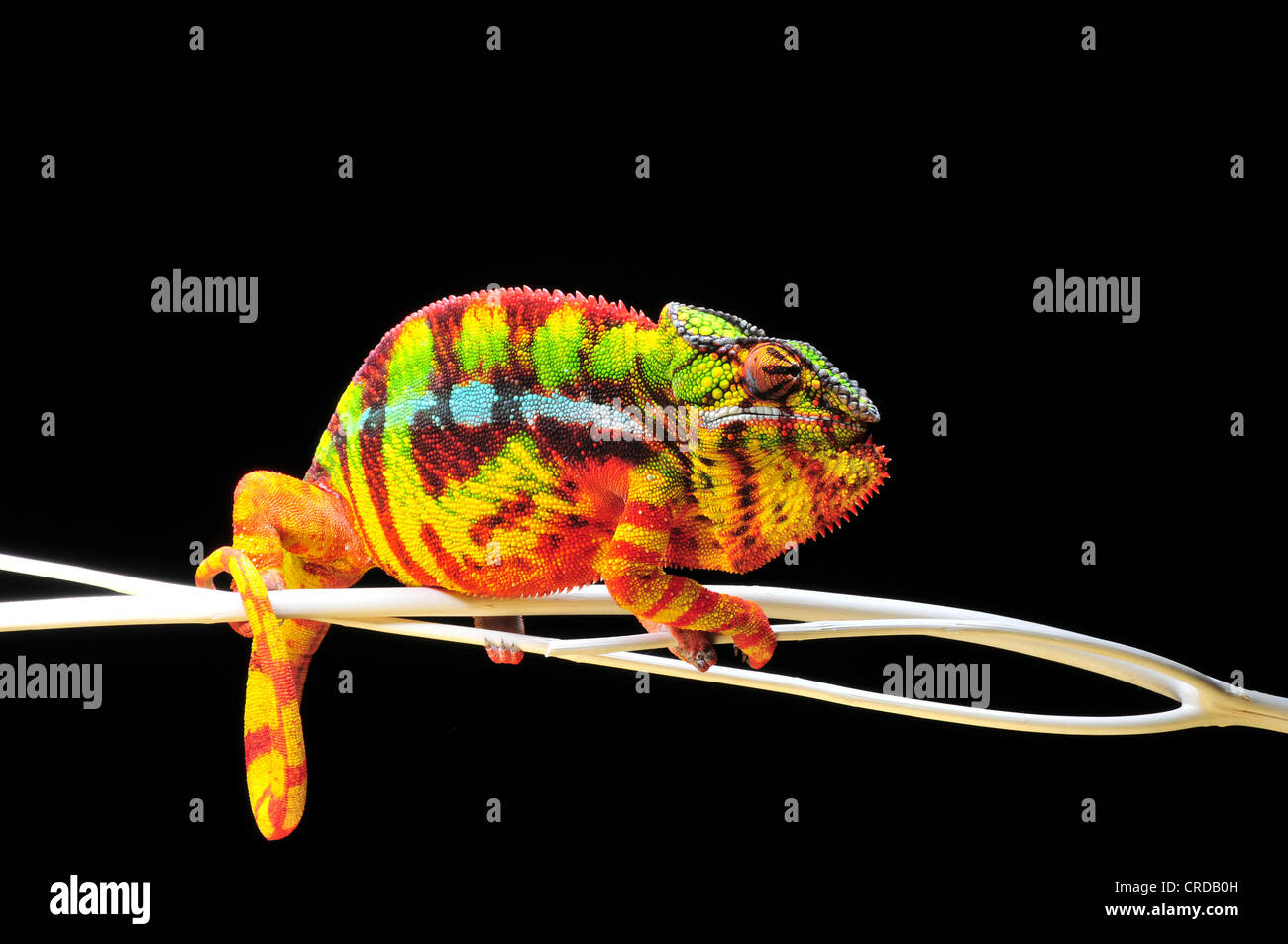 Panther chameleon (Furcifer pardalis) Stock Photo