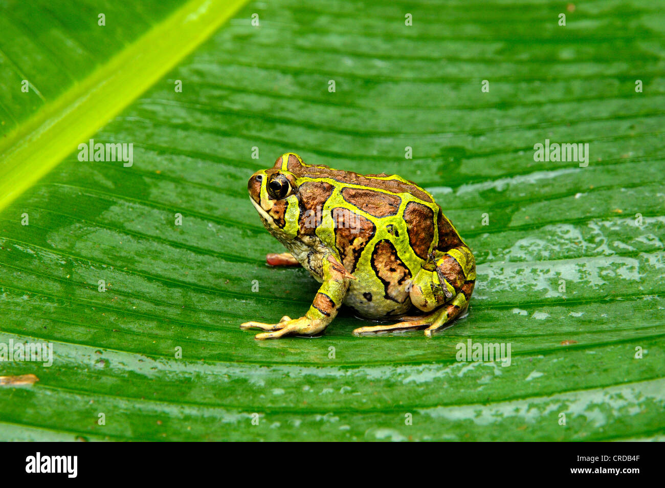 Madagascar frog species (Paradoxophyla palmata), rain forests of Andasibe, Madagascar, Africa, Indian Ocean Stock Photo
