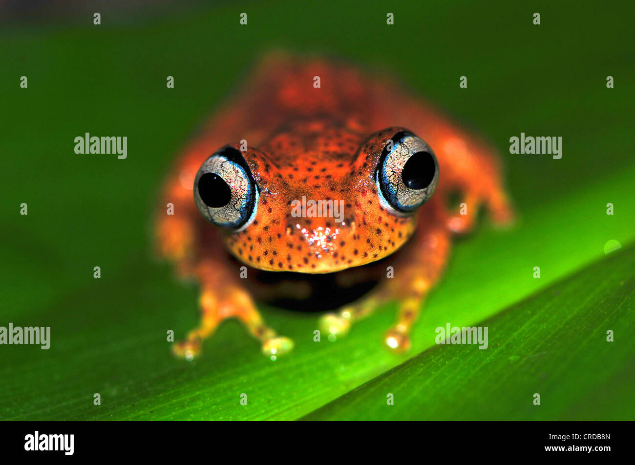 Madagascar frog species (Boophis pyrrhus), rain forests of Andasibe, Madagascar, Africa, Indian Ocean Stock Photo