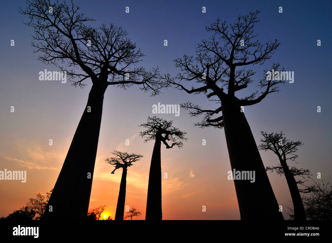 Baobab Avenue, Baobab trees (Adansonia digitata) at sunset, Madagascar, Africa, Indian Ocean Stock Photo