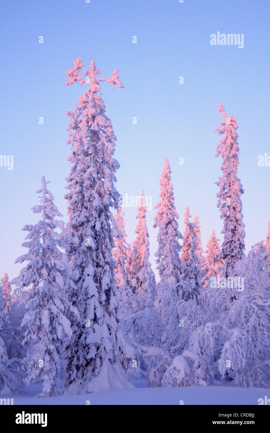 Snowy trees and eventide tints, Finland, Lapland Stock Photo