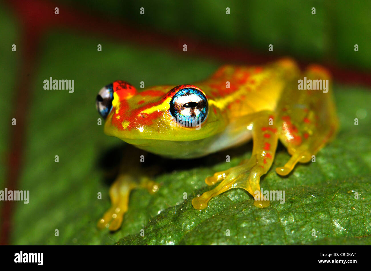 Skeleton frog (Boophis sp.) in the rain forests of Andasibe in eastern Madagascar, Africa, Indian Ocean Stock Photo