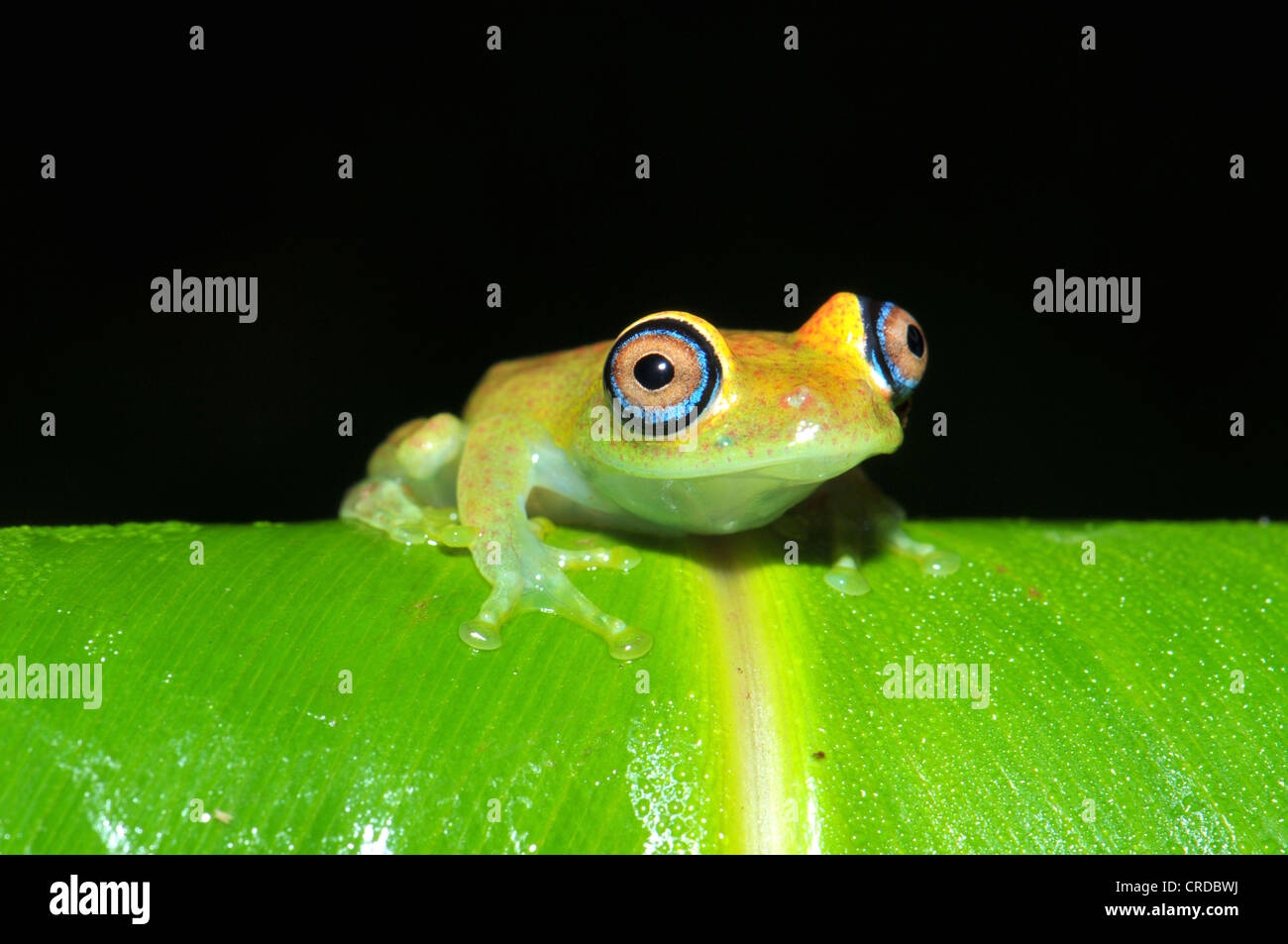 Green bright-eyed frog (Boophis sp.) in the rain forests of Andasibe in eastern Madagascar, Africa, Indian Ocean Stock Photo