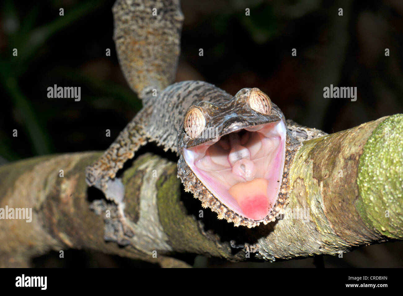 Leaf Tailed gecko (Uroplatus fimbriatus) in the rain forests in the east of Madagascar, Africa, Indian Ocean Stock Photo