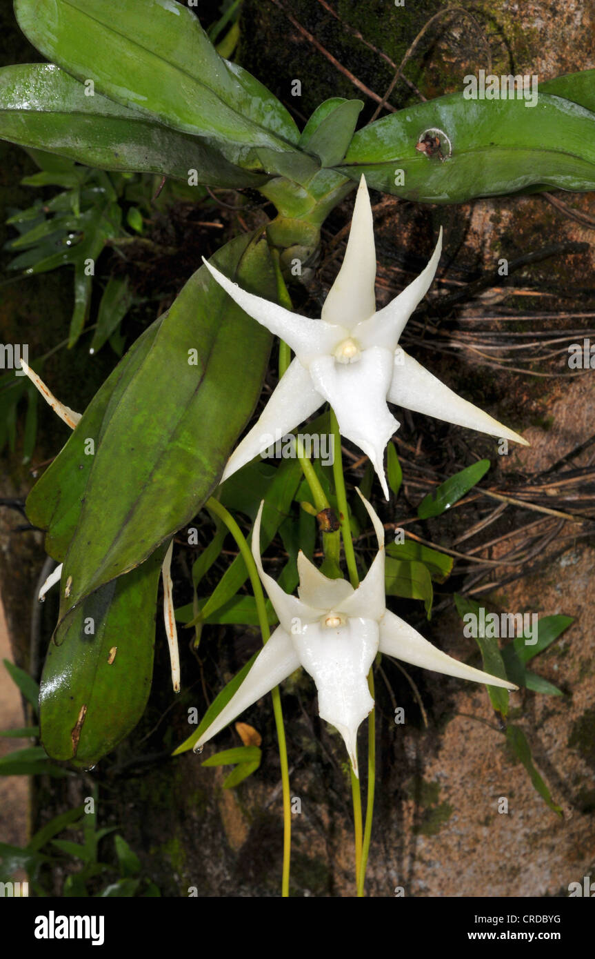 Darwin's orchid, Christmas orchid, Star of Bethlehem orchid or King of the Angraecums (Angraecum sesquipedale), orchid in the Stock Photo