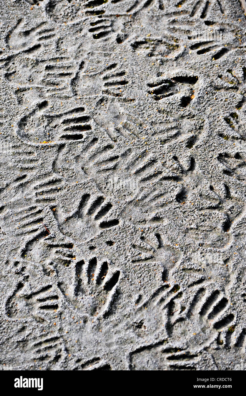 Many imprints of hands in concrete, relief of handprints of children Stock Photo