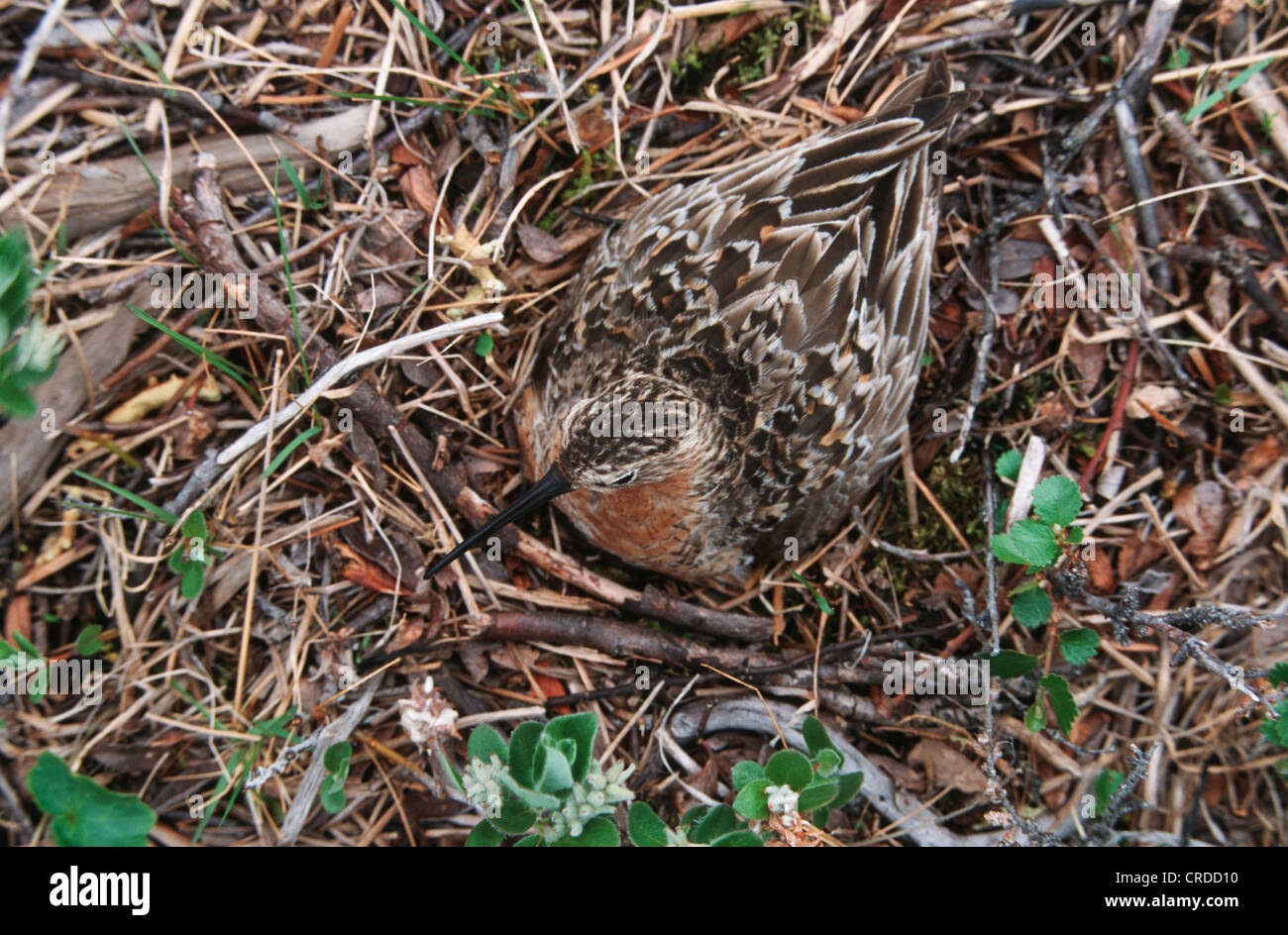 curlew sandpiper (Calidris ferruginea), female on nest Stock Photo Alamy