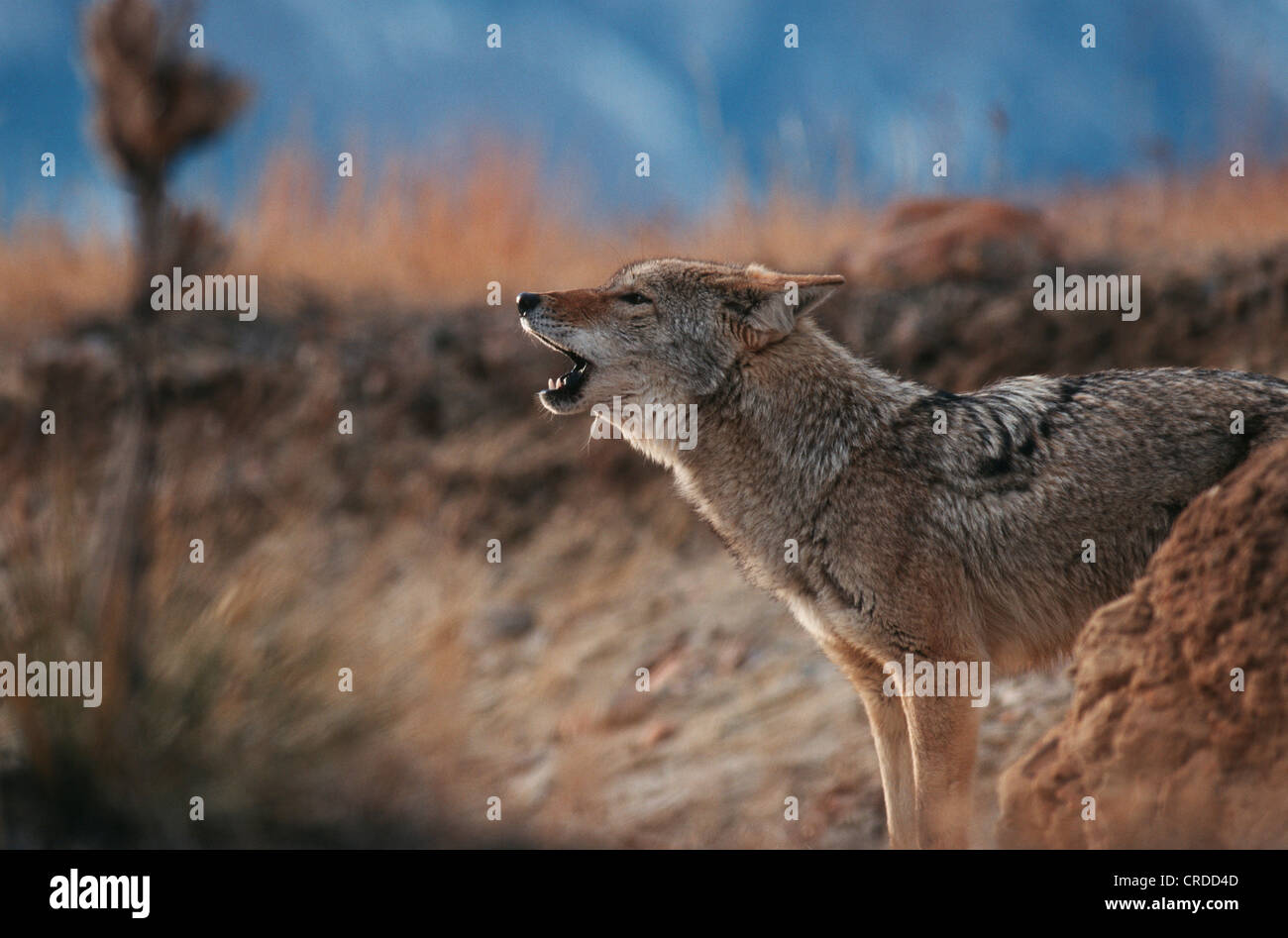 Howling wolf hi-res stock photography and images - Page 3 - Alamy