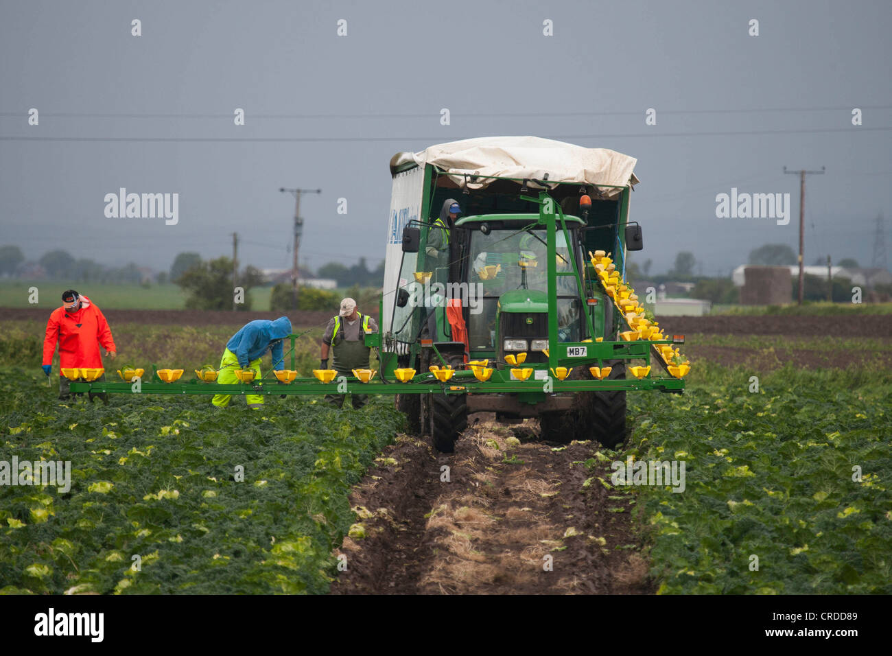 Cabbage picking Friskney Lincolnshire Stock Photo Alamy