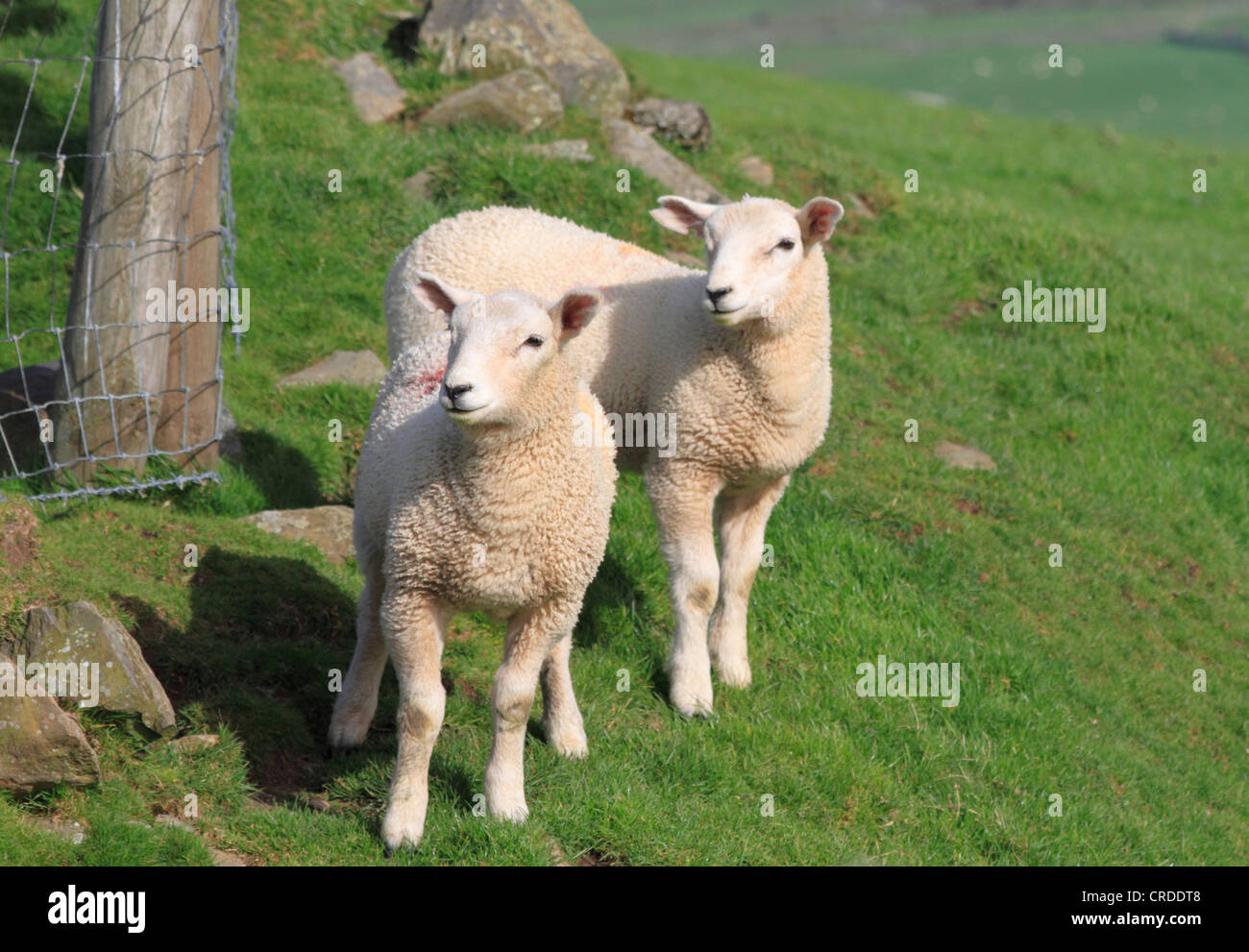 Sheep in Snowdonia, North Wales, Europe Stock Photo Alamy