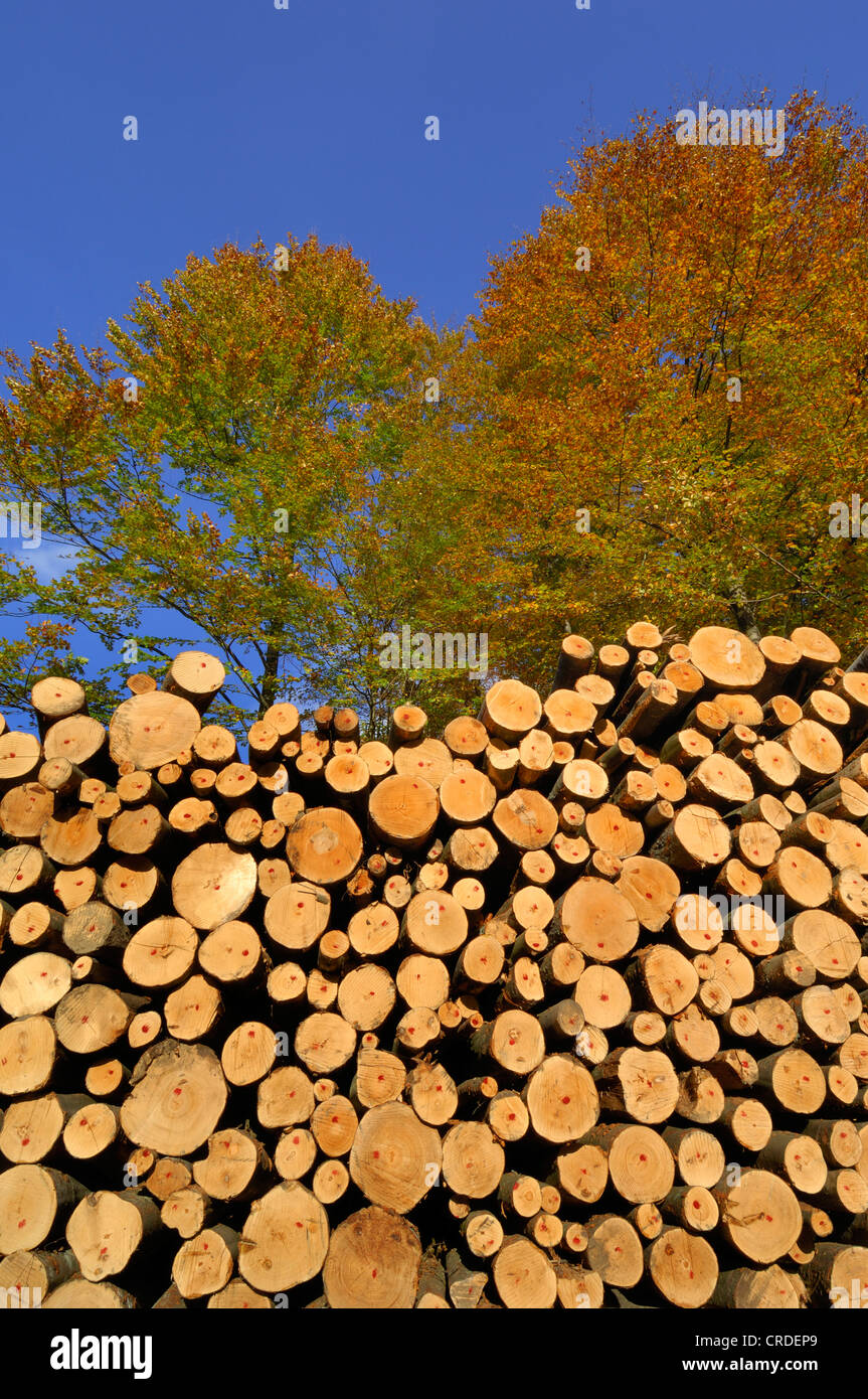 stack of wood in front of autumn forest, Germany, Bavaria, National Park Bavarian Forest Stock Photo