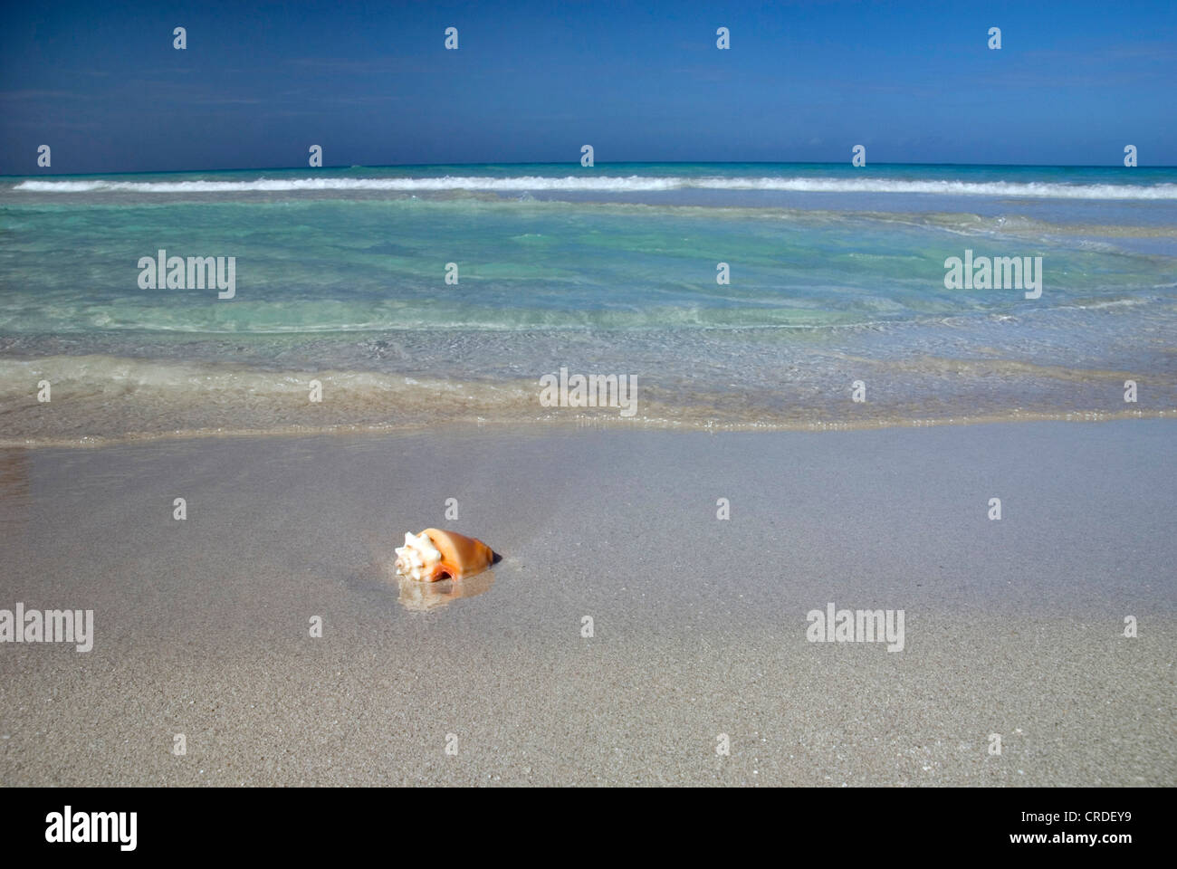 conchs, true conchs (conch shells) (Strombidae), snail-shell on the beach, Cuba, Caribbean Sea Stock Photo