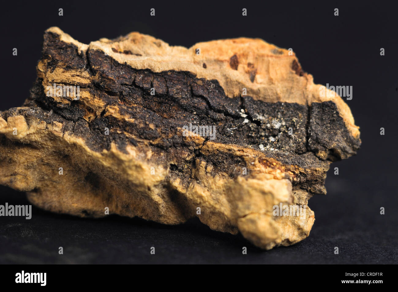 Detail of the bark of a cork oak, cork Stock Photo Alamy