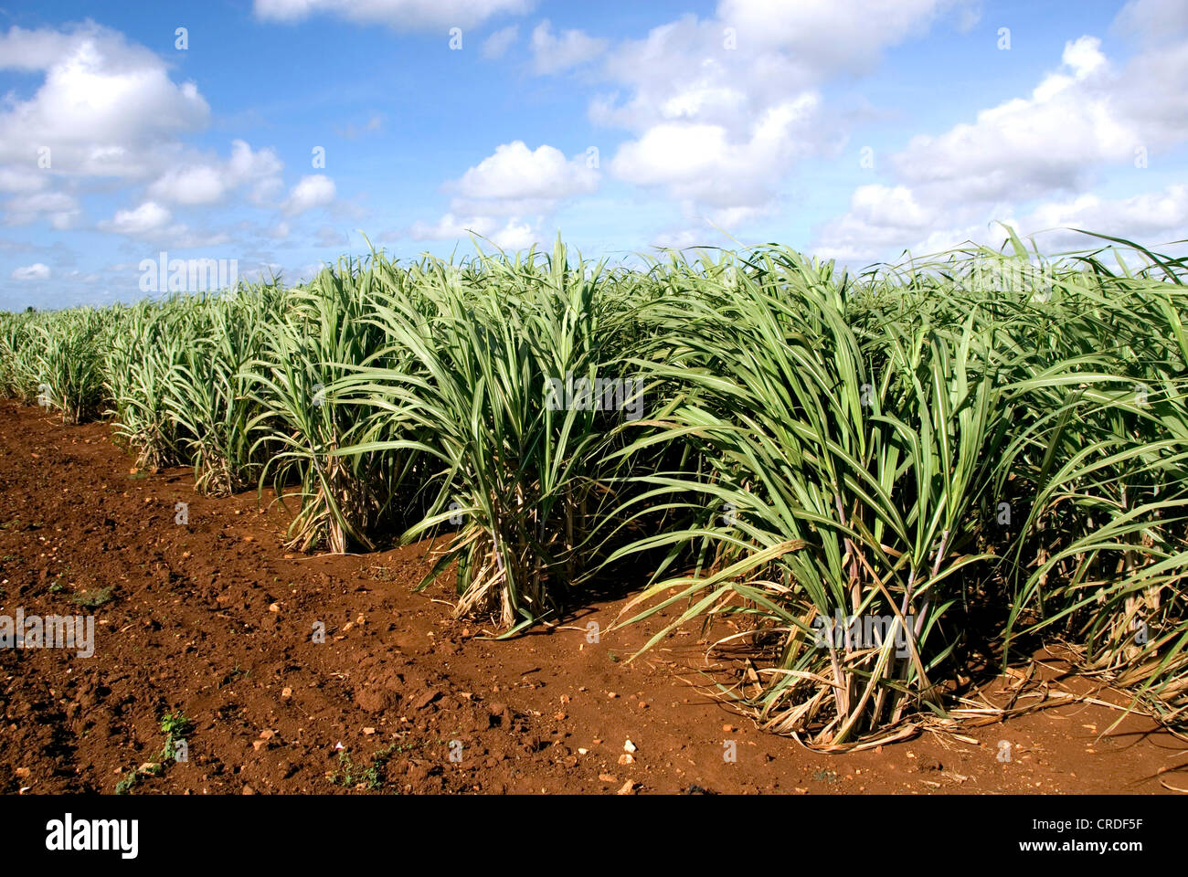 sugar cane (Saccharum officinarum), field , Cuba, Caribbean Sea Stock Photo