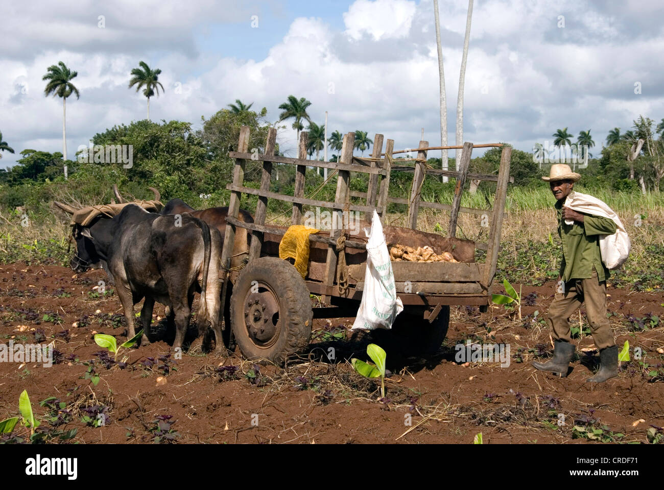 Potatoes and cattle hi-res stock photography and images - Alamy