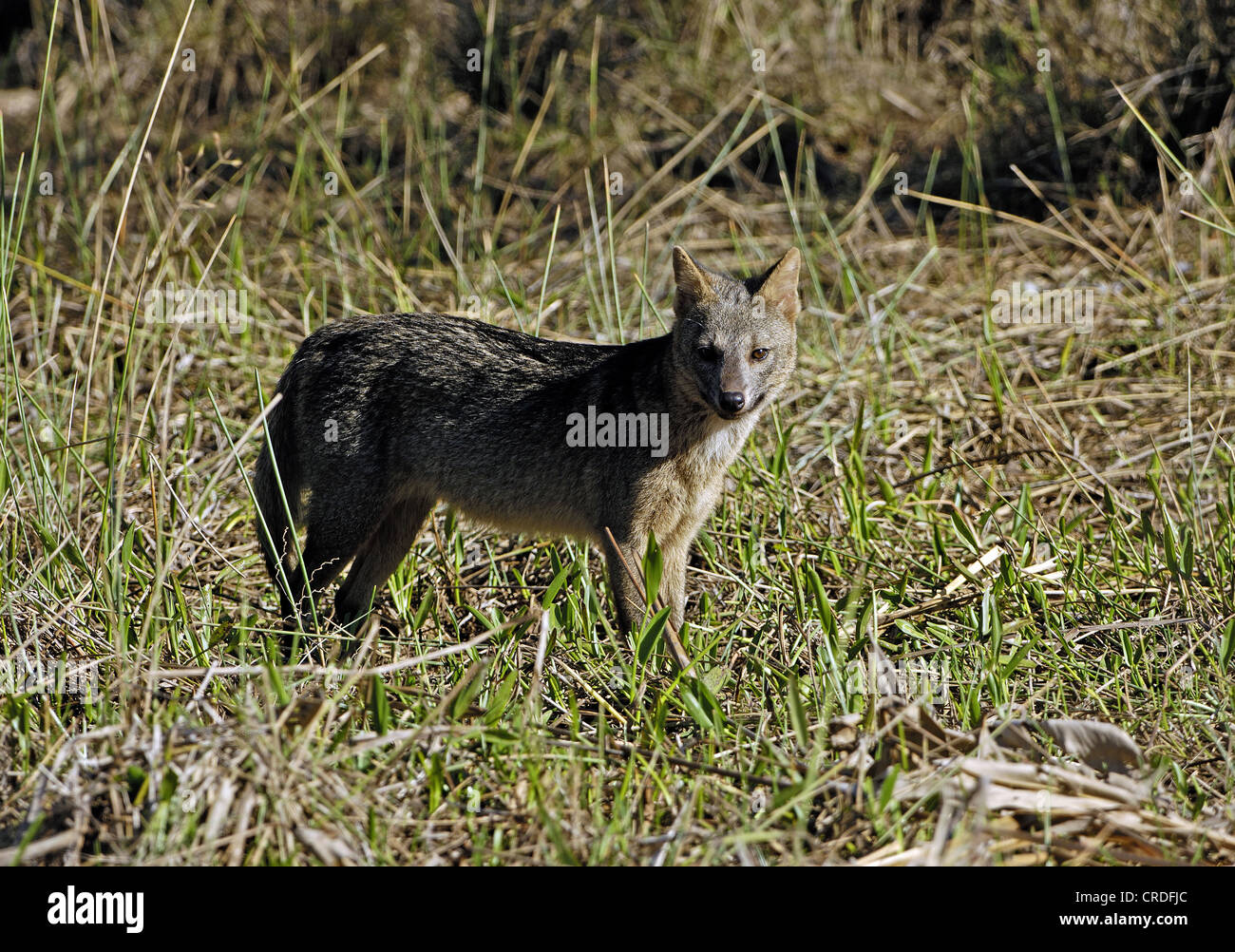 crab-eating fox, common zorro (Cerdocyon thous, Dusicyon thous), in marsh, Brazil, Pantanal Stock Photo