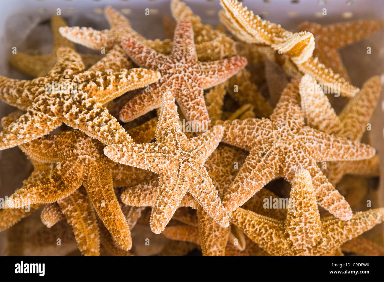 Starfish in basket for sale, Tarpon Springs, Florida, USA Stock Photo