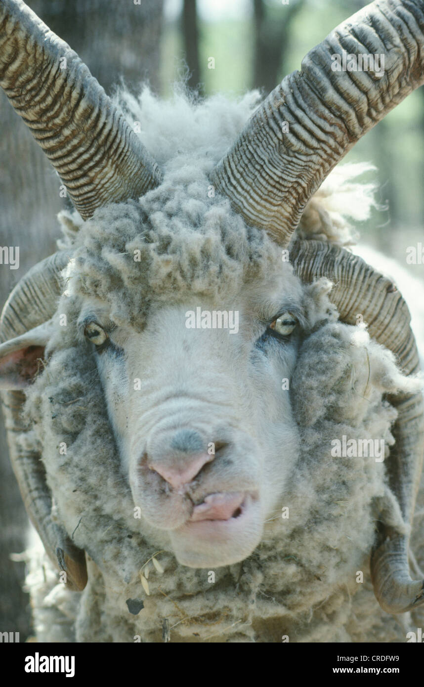 JACOB'S SHEEP FOURHORNED SHEEP ORIGINALLY FROM SCOTTLAND / DECENDANTS