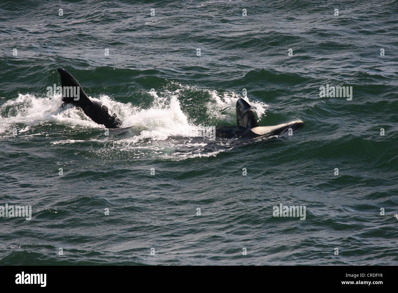 Two killer whales, one on its back and about to give a tail slap, Swanson Channel west of Pender Island, BC, Canada Stock Photo