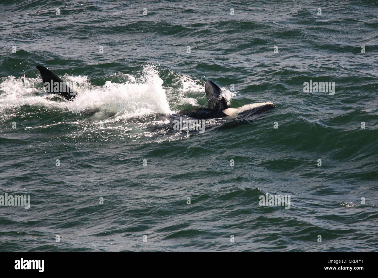 Two killer whales, one on its back and about to give a tail slap, Swanson Channel west of Pender Island, BC Stock Photo