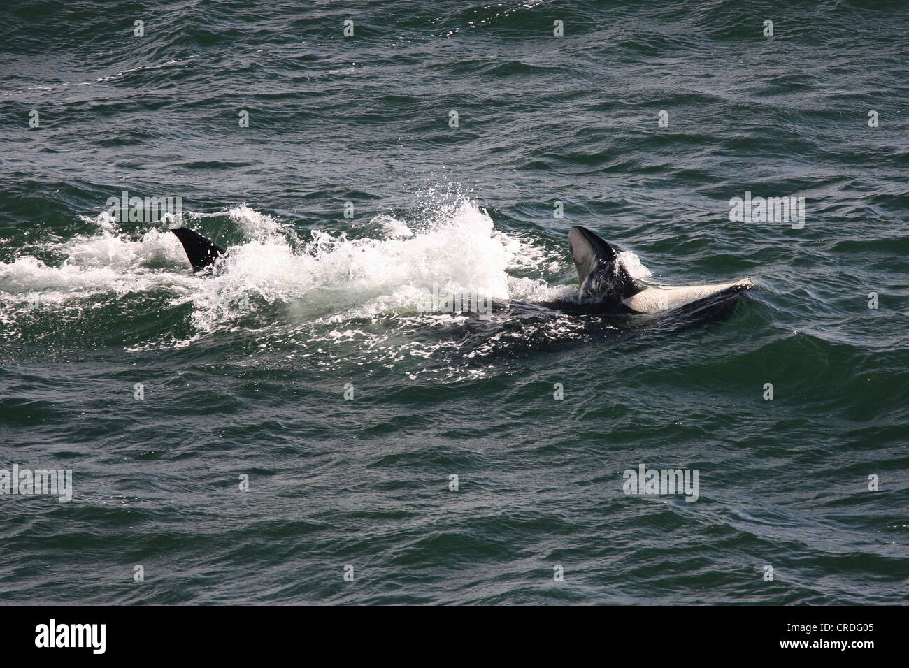 Two killer whales, one on its back and about to give a tail slap, Swanson Channel west of Pender Island, BC Stock Photo