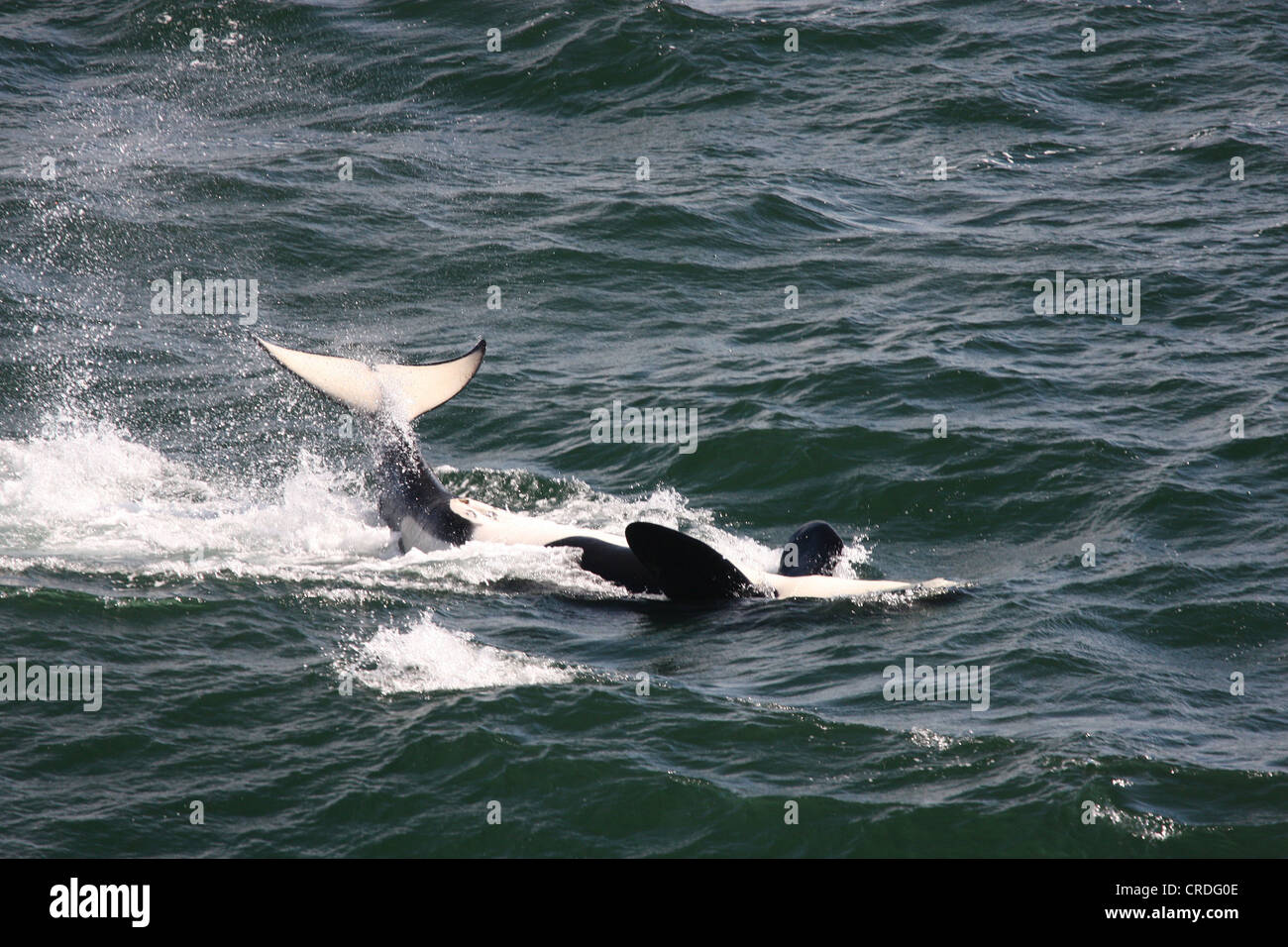 Killer Whale (Orca) slapping its tail while swimming on its back in Swanson Channel west of Pender Island, BC Stock Photo
