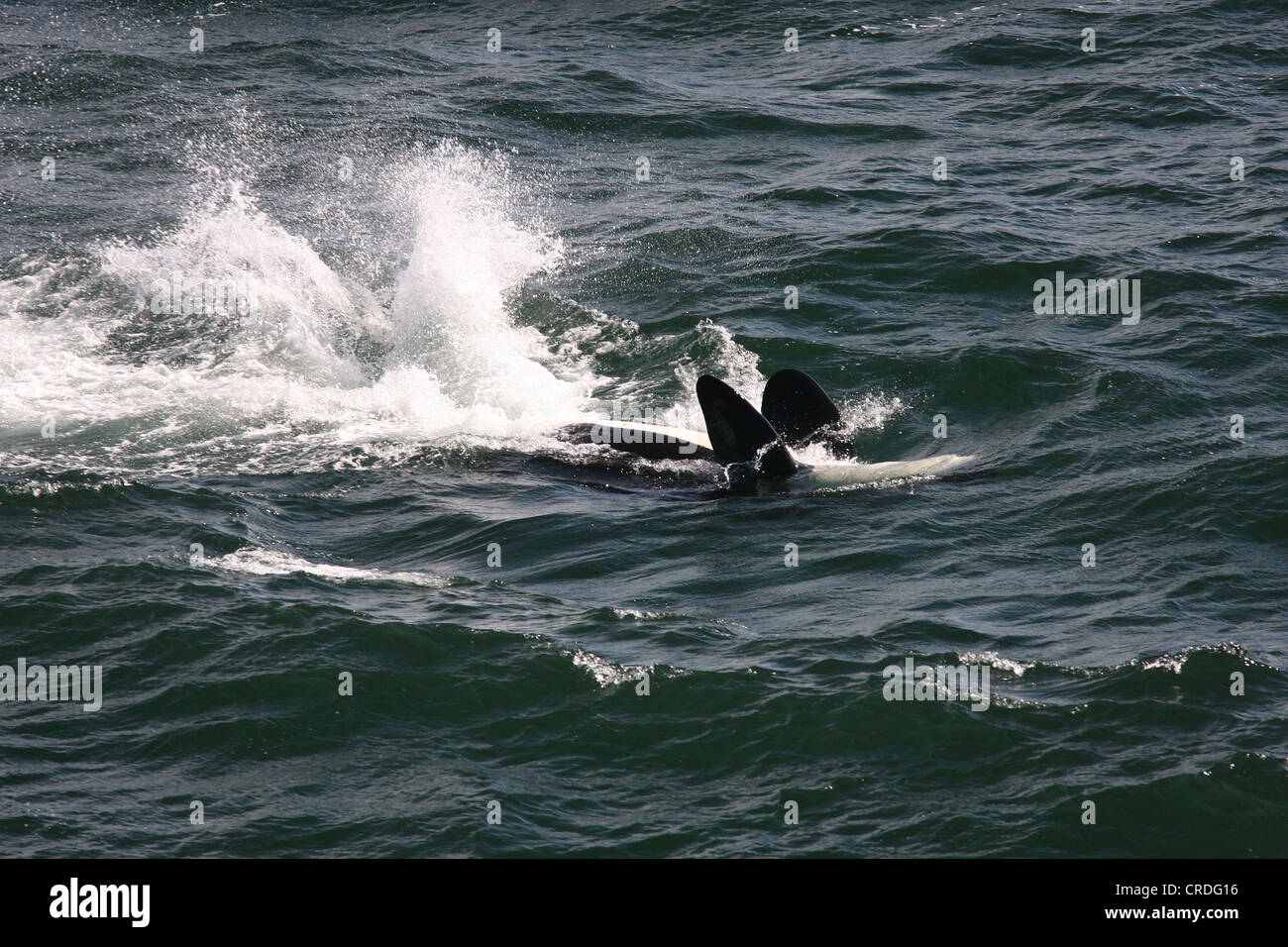 Killer Whale (Orca) slapping its tail while swimming on its back in Swanson Channel west of Pender Island, BC Stock Photo