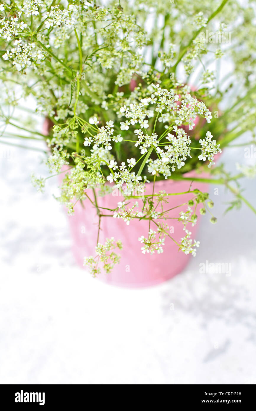 Pink And White Wildflowers High Resolution Stock Photography and Images ...