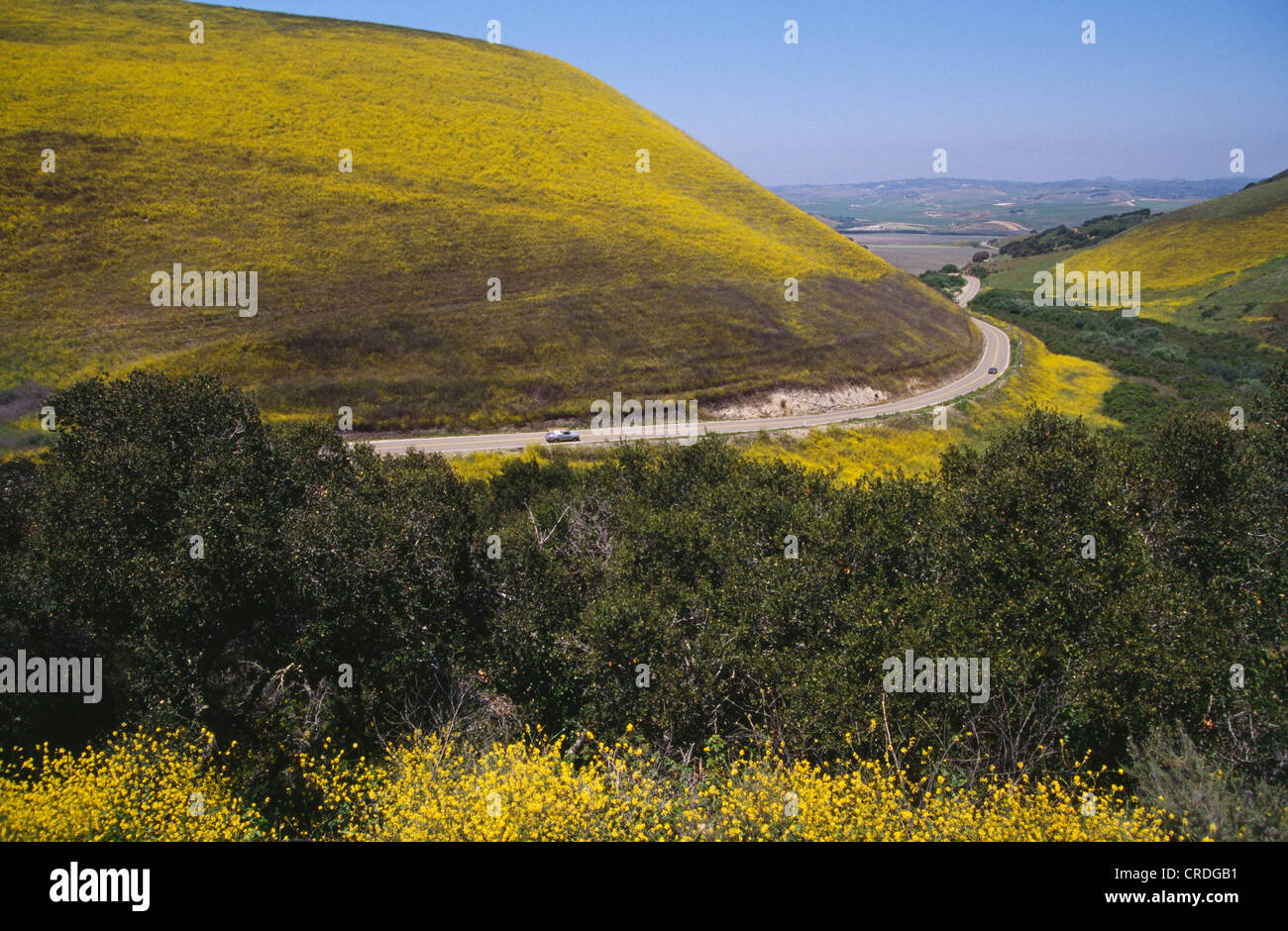 HILLS OF YELLOW WILDFLOWERS NORTH OF LOMPOC, CA Stock Photo Alamy