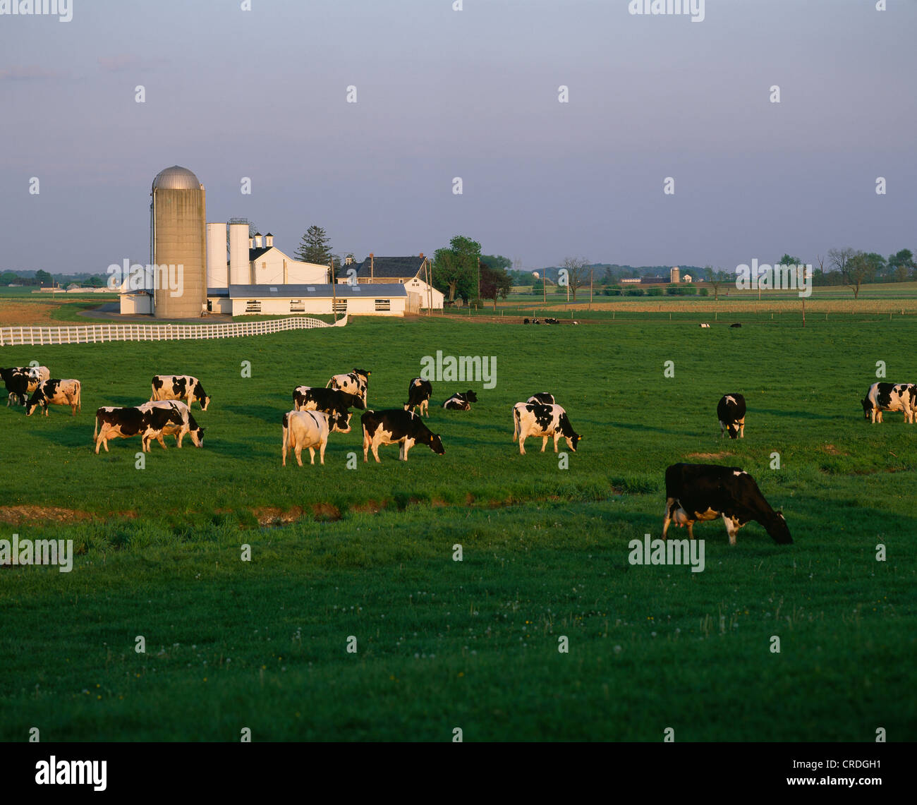 HEIFERS AND DRY COWS KREIDER DAIRY MANHEIM, PA Stock Photo Alamy