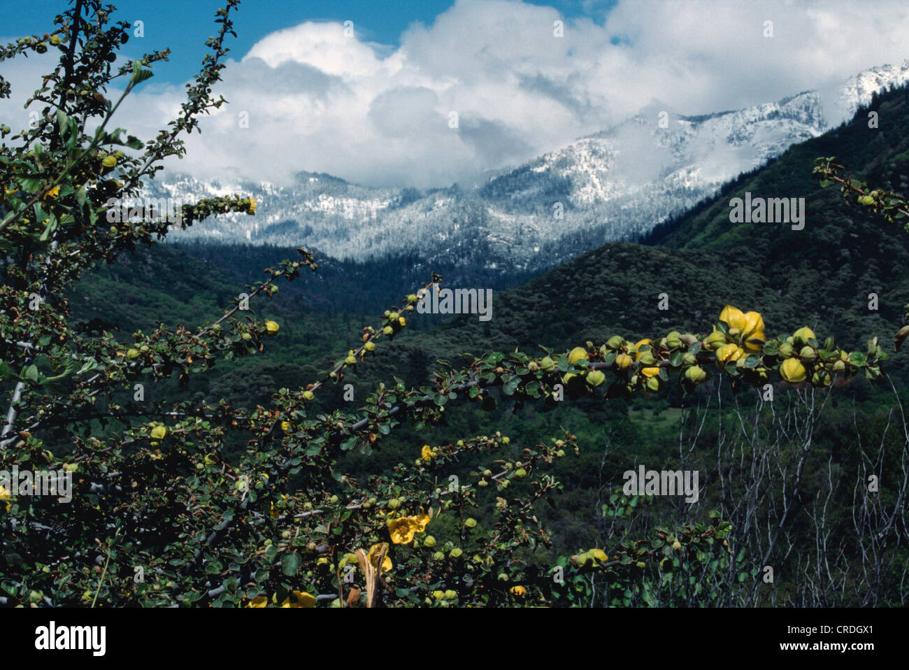 Balch Rood Balch hi-res stock photography and images - Alamy