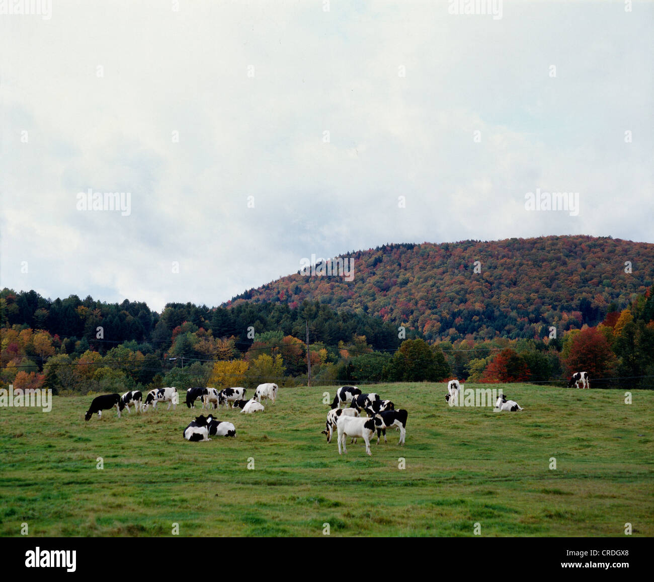Holstein cow autumn pasture hi-res stock photography and images - Alamy