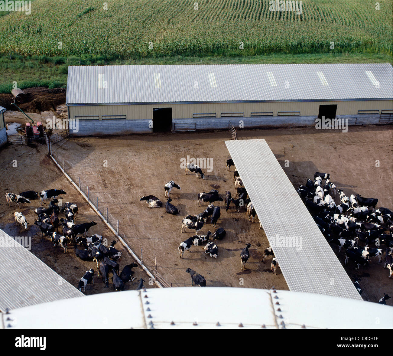HOLSTEIN COWS AT BUNK FEEDER / MARYLAND Stock Photo Alamy