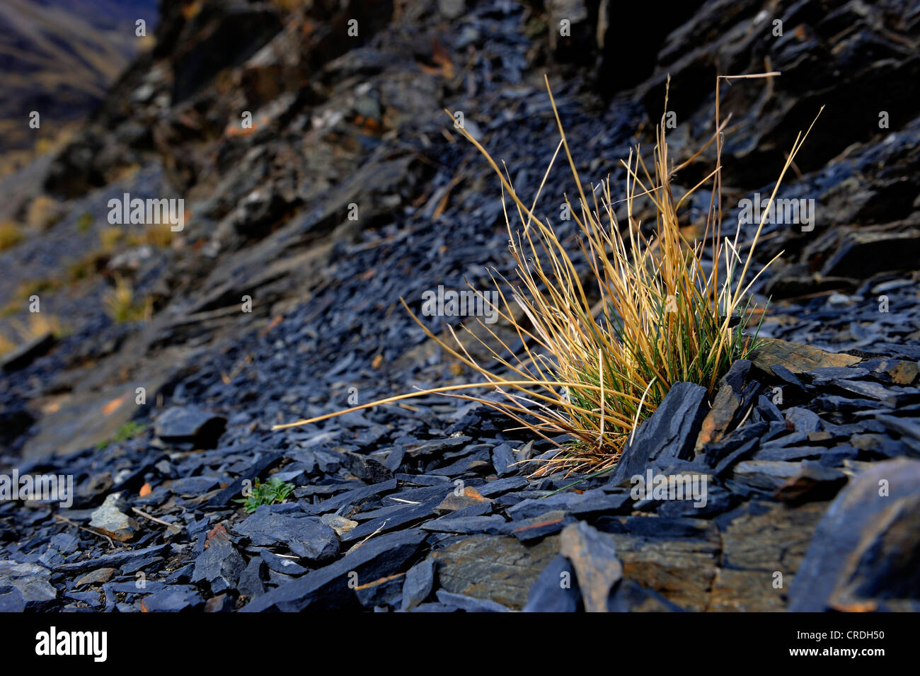 Peruvian Feathergrass (Stipa ichu) on dark lava rocks, Tuni, La Paz, Bolivia, South America Stock Photo