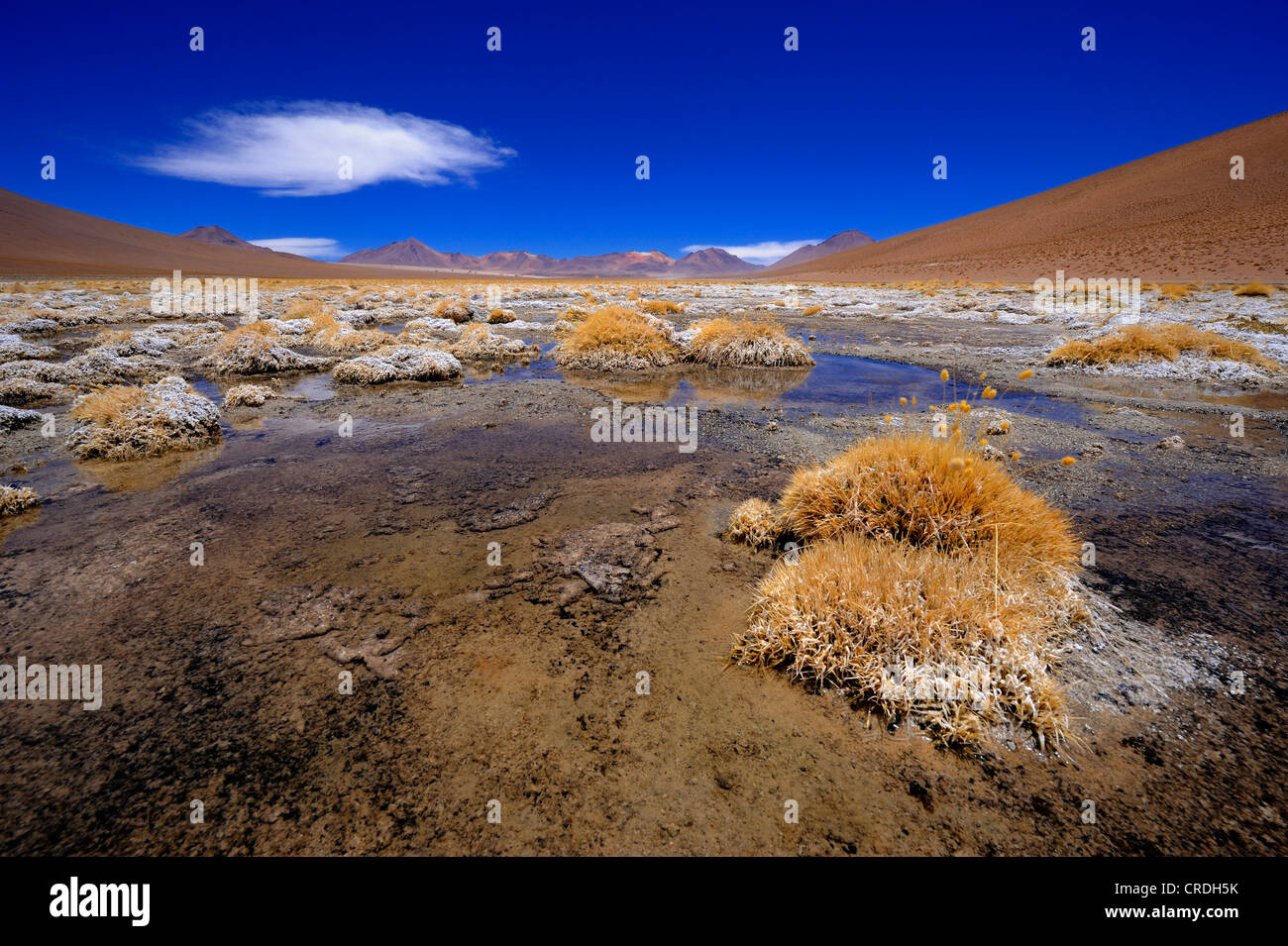 Ponds with Peruvian Feather Grass (Stipa ichu) and a cloudy blue sky, Uyuni, Bolivia, South America Stock Photo