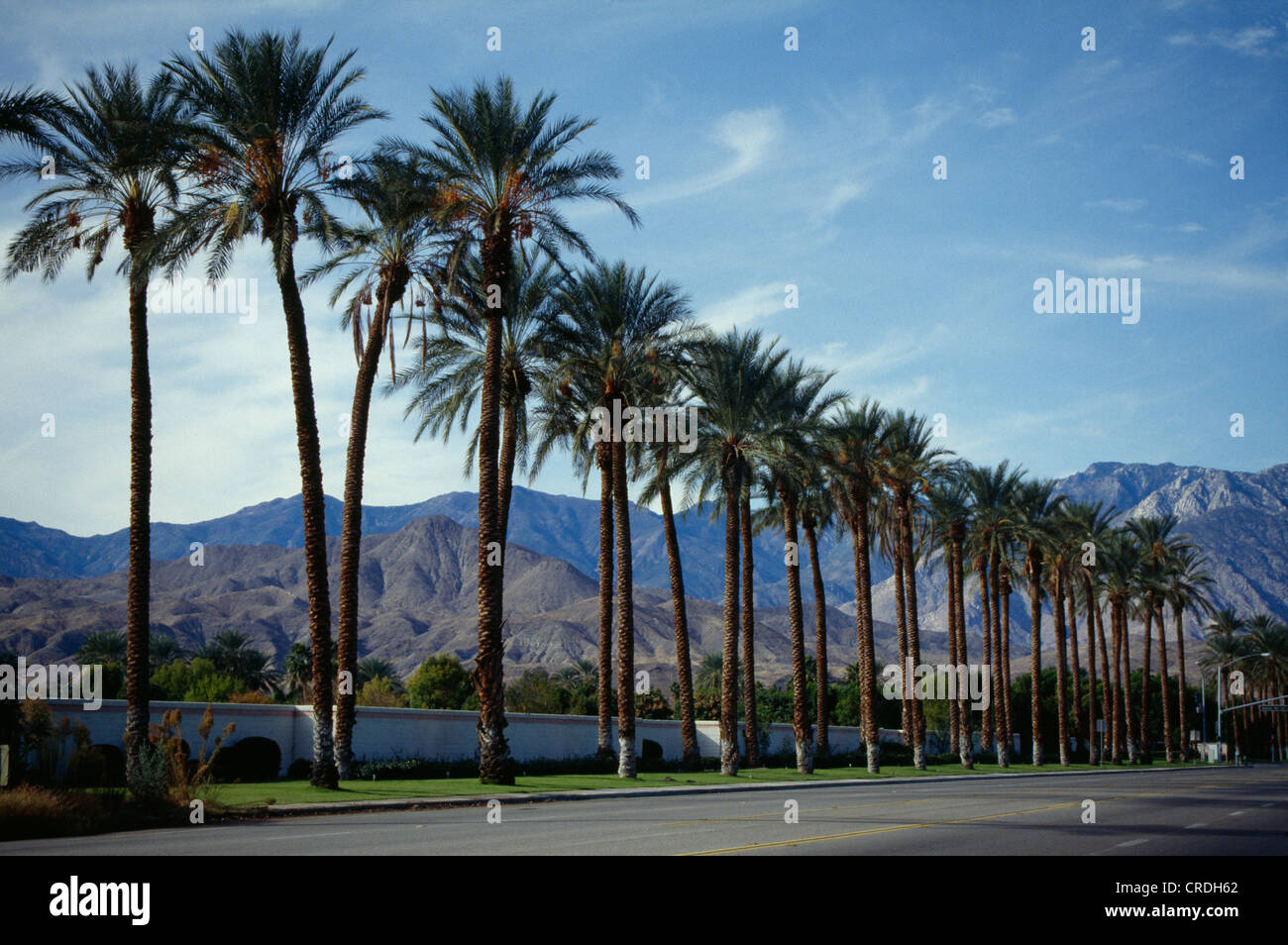 DATE PALM TREES (PHOENIX DACTYLIFERA Stock Photo Alamy