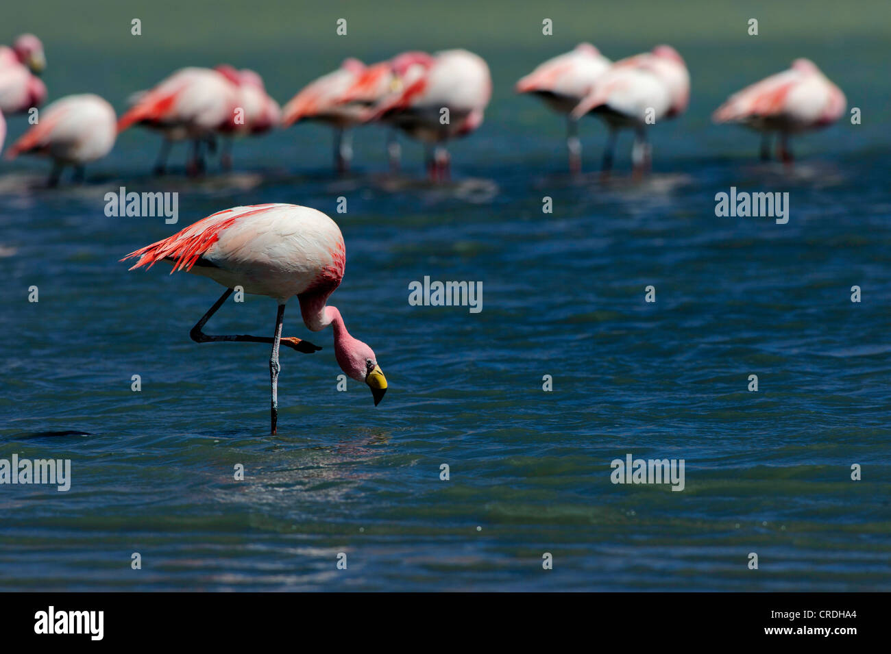 James's Flamingos or Puna Flamingoes (Phoenicoparrus jamesi) in blue lagoon, Uyuni, Bolivia, South America Stock Photo