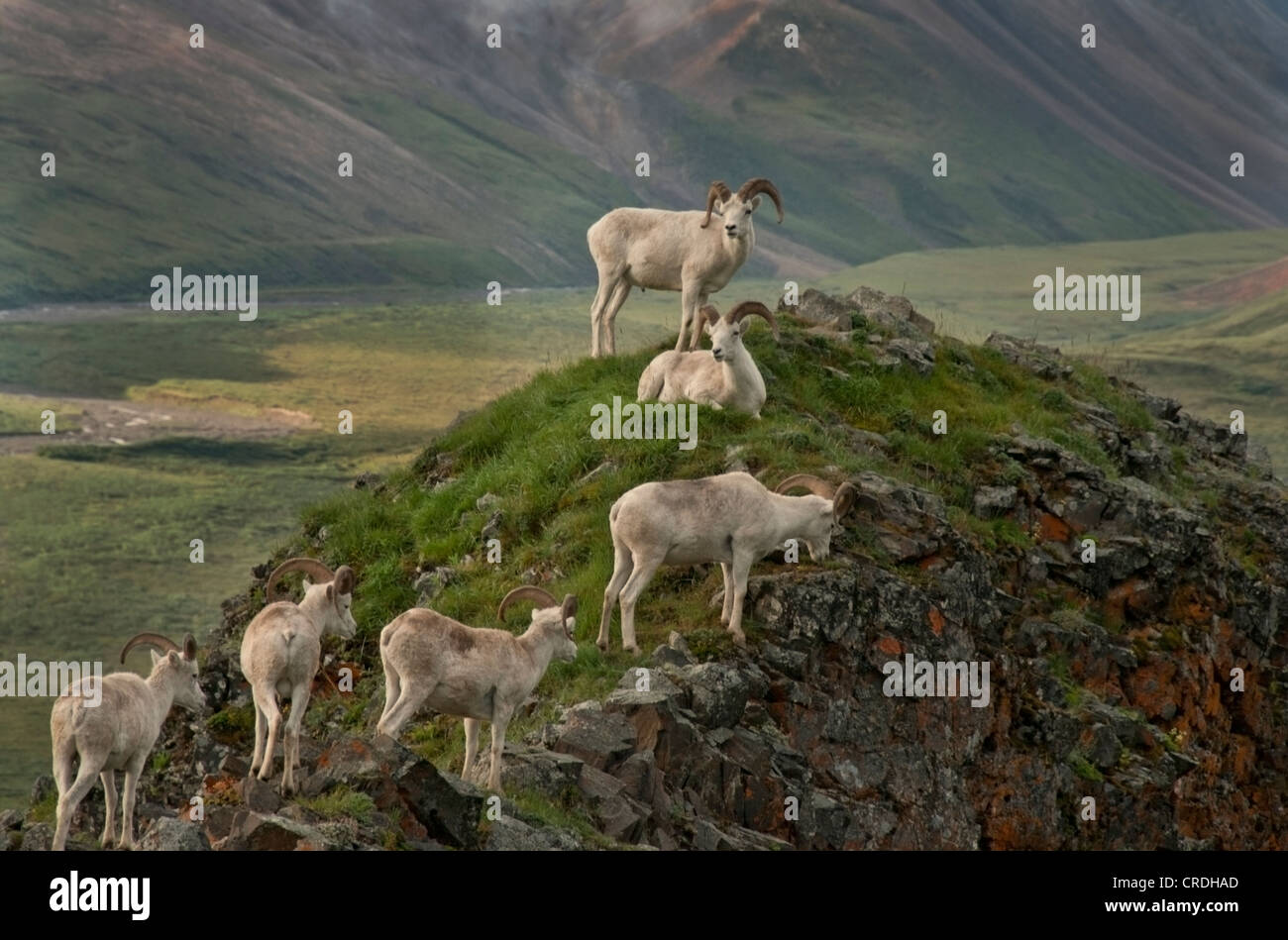 Dall Sheep (Ovis dalli) Denali National Park, Alaska. Stock Photo