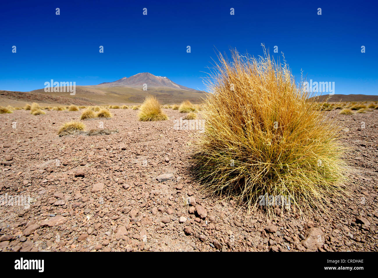 Peruvian Feather Grass (Stipa ichu) in front of a volcano, Uyuni, Bolivia, South America Stock Photo
