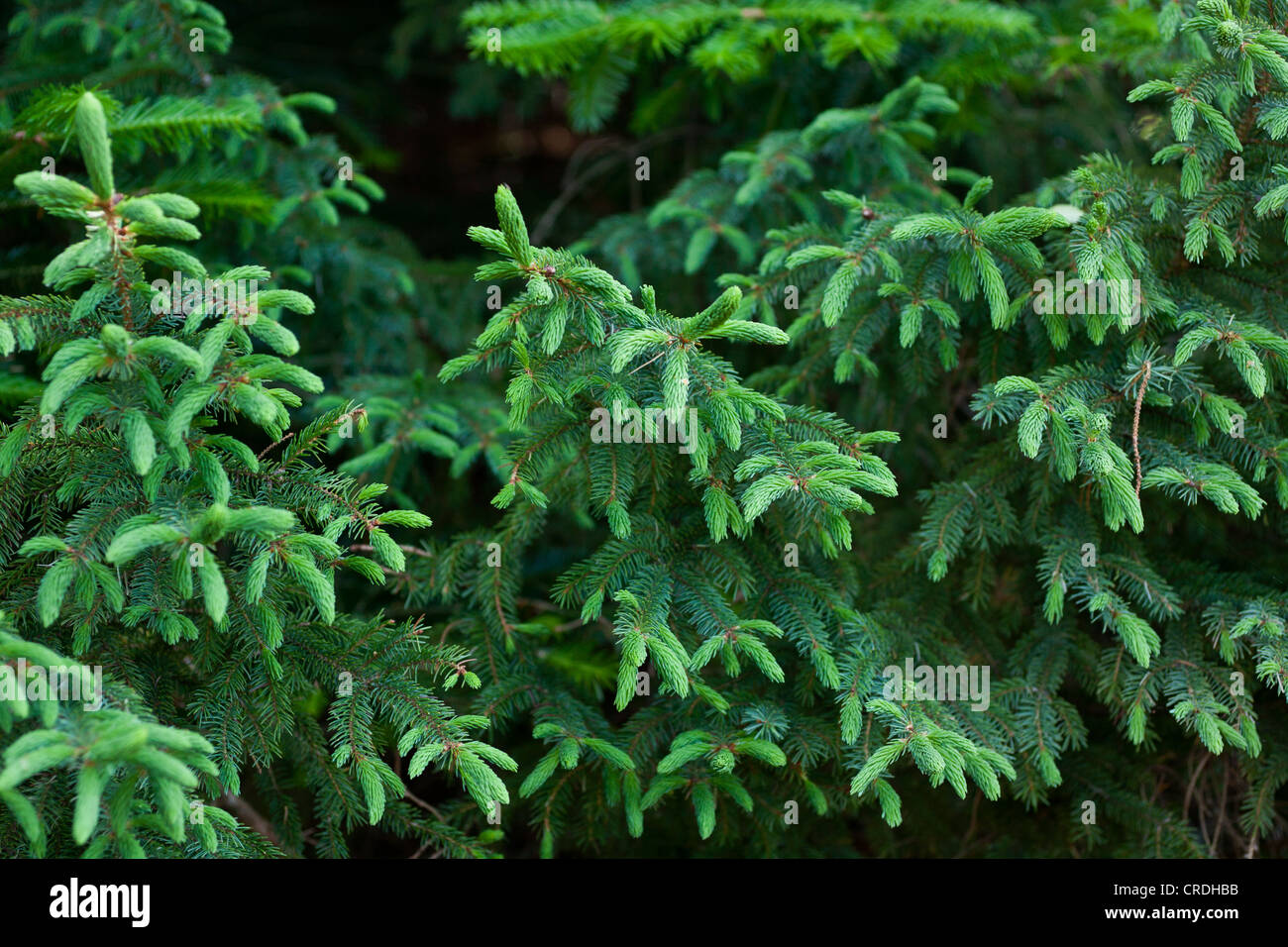 Picea glauca White Spruce Stock Photo