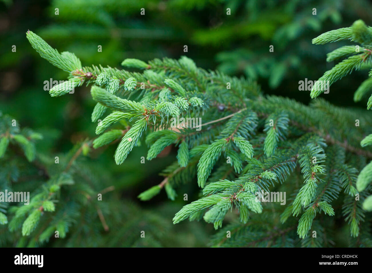 Picea glauca White Spruce Stock Photo