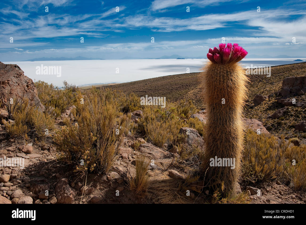 Flowering cactus (Cactaceae), Salar de Uyuni, Uyuni, Bolivia, South America Stock Photo