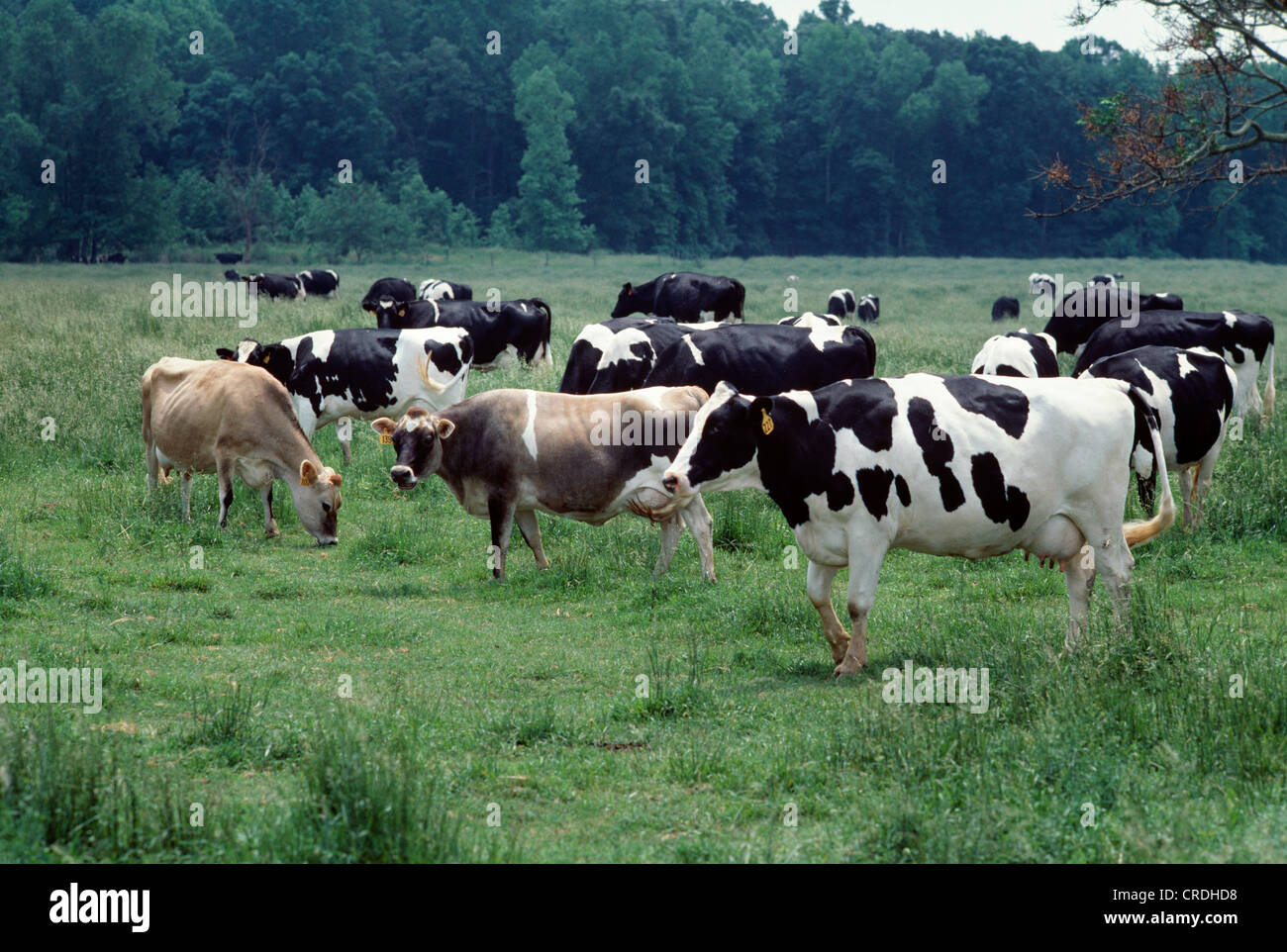 MIXED HERD OF DAIRY COWS / Stock Photo Alamy
