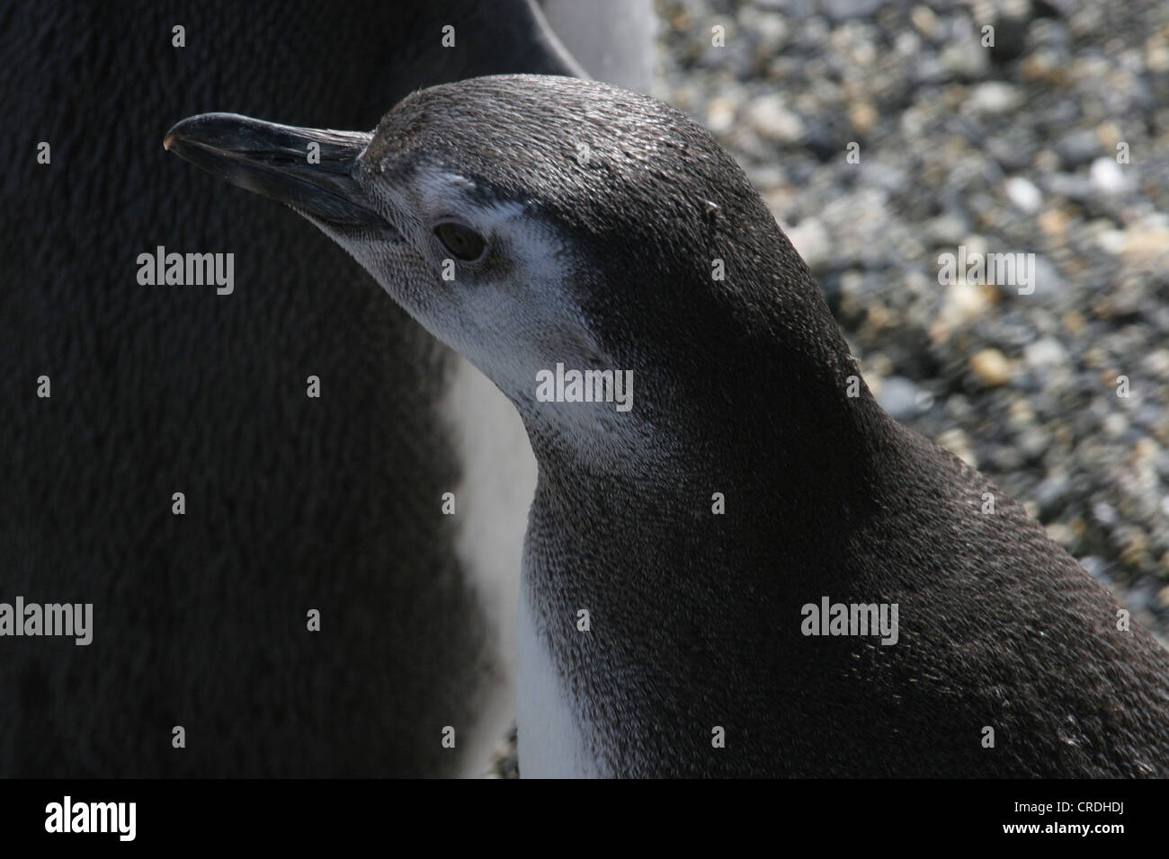 Young Magellanic Penguin sits by its mothers side Stock Photo