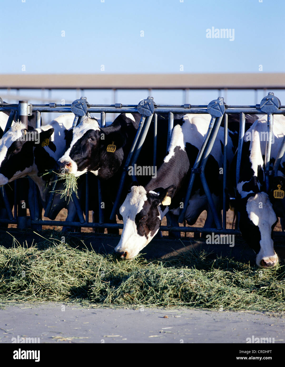 DAIRY COWS EATING ALFALFA / CALIFORNIA Stock Photo Alamy