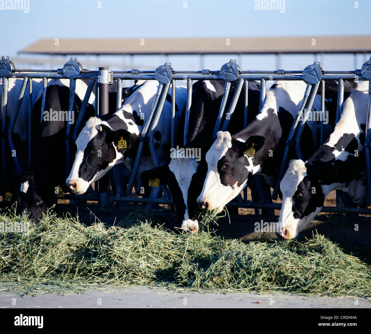 DAIRY COWS EATING ALFALFA HAY / CALIFORNIA Stock Photo Alamy